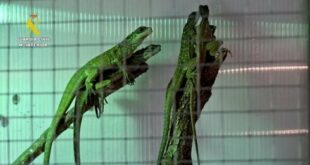 208 reptiles rescued from traffickers during two police raids in Spain