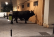 Tied-up bull video rattles Fuengirola as Romería day prepares to kick off
