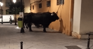 Tied-up bull video rattles Fuengirola as Romería day prepares to kick off