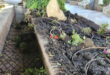 Gardeners struggle to keep up with the destruction of Mijas’s green spaces each night, and its costing a fortune