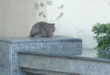 Giant rats invade Málaga’s beachfront as alarmed residents say ‘they’re entering our homes’