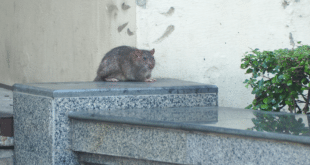 Giant rats invade Málaga’s beachfront as alarmed residents say ‘they’re entering our homes’