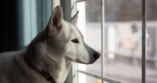 Pet owners in Spain urged to keep emergency card in wallet in case of an accident