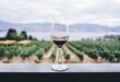 Six wine-growing regions in Spain to enjoy the grape harvest this autumn