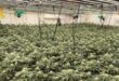 High-tech cannabis farm hidden beneath Malaga chalet uncovered after officers ‘notice dodgy smell’ – 3,000 plants seized
