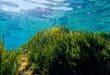 Estepona museum where you can swim through a seagrass meadow without getting your feet wet