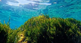 Estepona museum where you can swim through a seagrass meadow without getting your feet wet