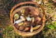 Microscopes at the ready as Monda invites you to hunt wild mushrooms this autumn