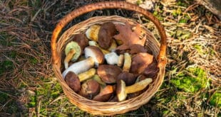 Microscopes at the ready as Monda invites you to hunt wild mushrooms this autumn