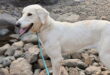 Cake, coffee and a cuddle-worthy cause. Sabinillas coffee morning helps the Adana dogs