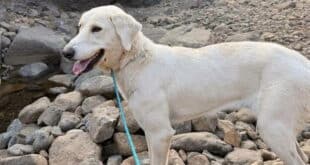 Cake, coffee and a cuddle-worthy cause. Sabinillas coffee morning helps the Adana dogs