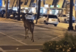 Deer wanders Puerto Banus streets, metres from luxury yachts