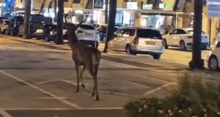 Deer wanders Puerto Banus streets, metres from luxury yachts