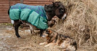 Art, donkeys, dogs and dancing, a Saturday in La Mairena that gives rescued animals a helping hand