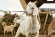 Ever thought of spending a morning as a goatherd? A farm in Casares lets you milk, make cheese and take it home