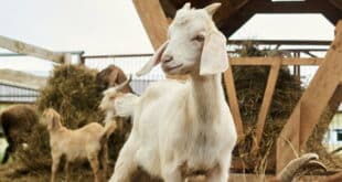 Ever thought of spending a morning as a goatherd? A farm in Casares lets you milk, make cheese and take it home