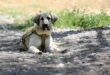 Spain’s pet owners face fines of up to €200,000 for animal welfare offences