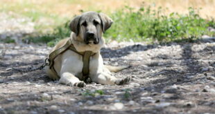 Spain’s pet owners face fines of up to €200,000 for animal welfare offences