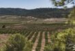 A perfect Autumn escape: The Wine Route of Jumilla is waiting for you with free wine tasting and festivities