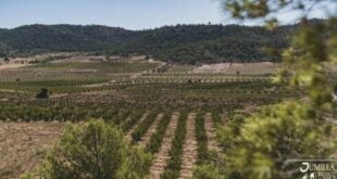 A perfect Autumn escape: The Wine Route of Jumilla is waiting for you with free wine tasting and festivities
