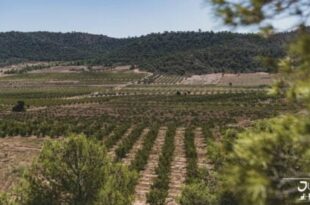 A perfect Autumn escape: The Wine Route of Jumilla is waiting for you with free wine tasting and festivities