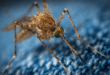 West Nile virus claims fourth victim this year in Andalucia after 84-year-old dies in Sevilla – 21 municipalities remain on alert