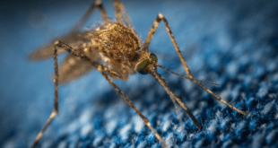 West Nile virus claims fourth victim this year in Andalucia after 84-year-old dies in Sevilla – 21 municipalities remain on alert